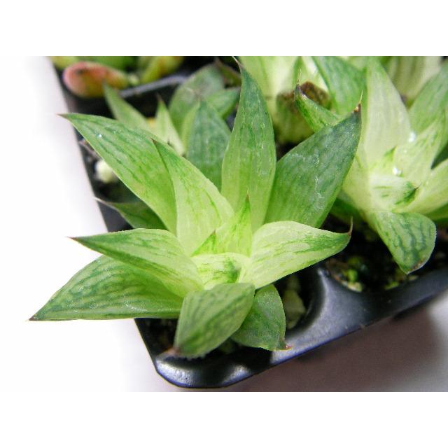 育苗ミニポット:カットセルトレイ-3×2=6穴[植穴:大3.9cm四角 育苗ミニポット:カットセルトレイ-3×2=6穴[植穴:大3.9cm四角