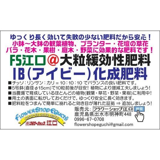 Ib アイビー 化成肥料 大粒緩効性肥料 1kg 大 無地袋 Fse Ib1k フラワーショップ江口yahoo 店 通販 Yahoo ショッピング