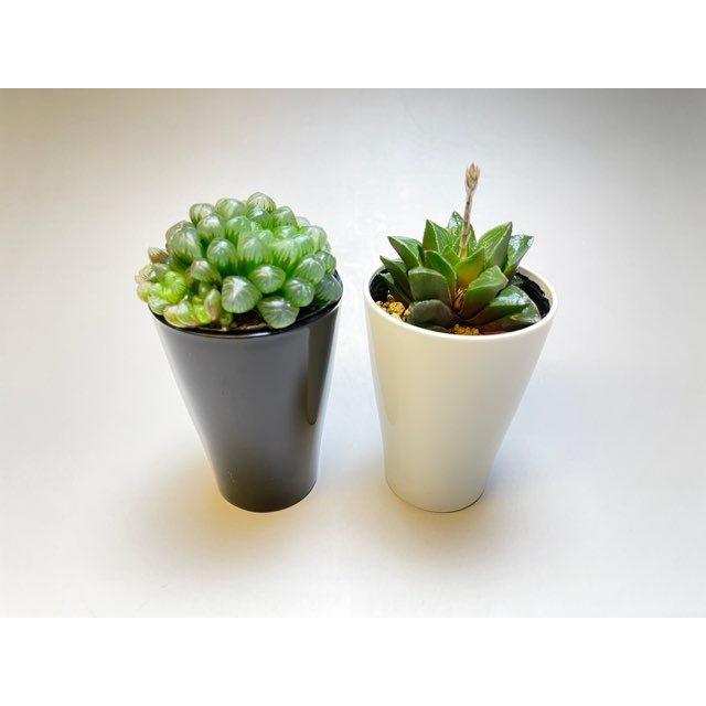 厚手の2号ロングミニプラ鉢-黒※【黒-超ミニ】[2GB] : フラワーショップ