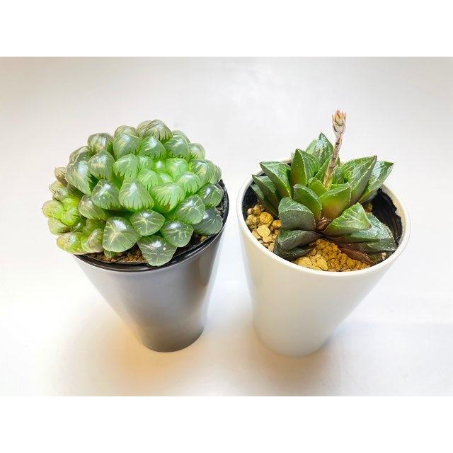 厚手の2号ロングミニプラ鉢-黒※【黒-超ミニ】[2GB] : フラワーショップ