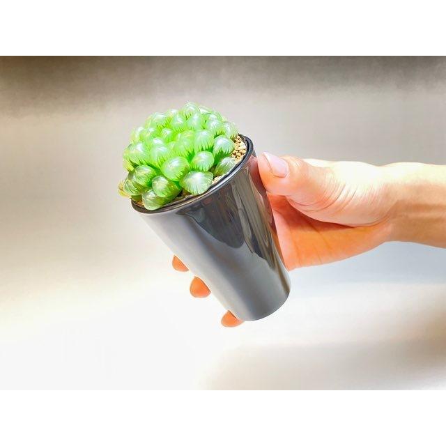 深鉢   太小２枚 セラアート長鉢-2.5号/2.5寸(当店2号)-マットな黒○ブラック(陶器風