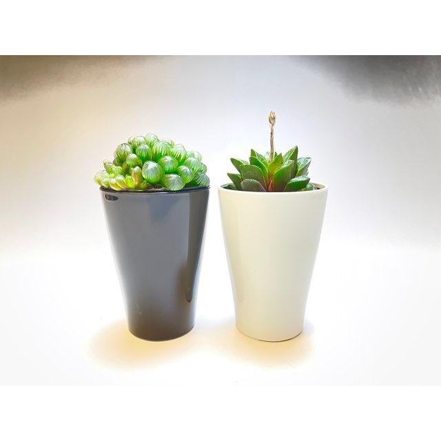 ブラックべンジャミン約2メートル 白鉢　現品 ブラックべンジャミン約2メートル 白鉢 現品 ブラックべンジャミン約2