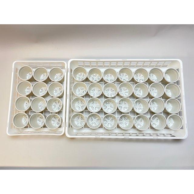 逸品。ロドレイア2.8M(鉢底から) 逸品。ロドレイア2.8M(鉢底から)