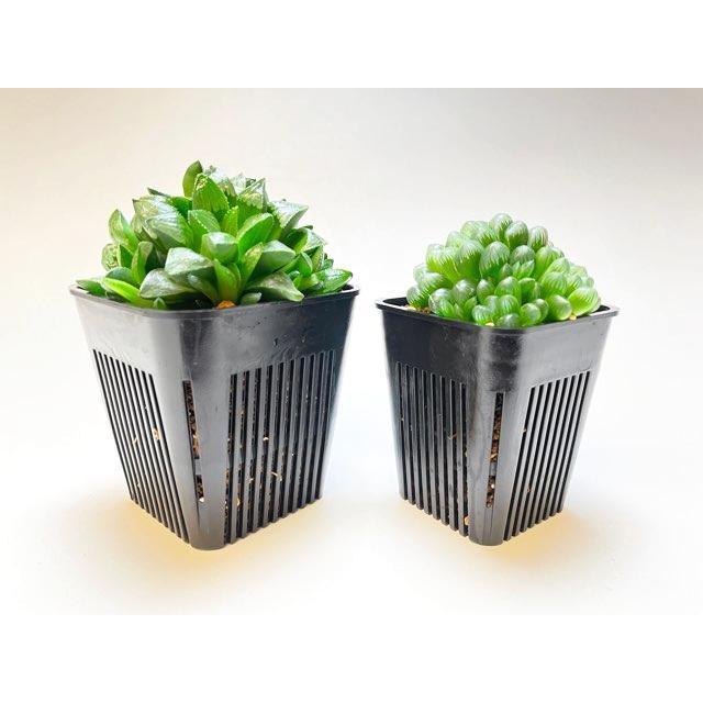 マジカルポット75型(小) (2号中深相当)※穴メッシュ鉢＠全面スリット