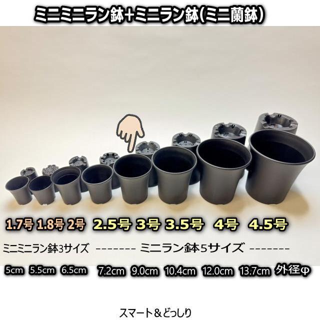 黒色 多肉植物 陶器鉢入り*3 楽天市場】陶器鉢 植木鉢 ミニポット 底穴あり オルガL ブラック