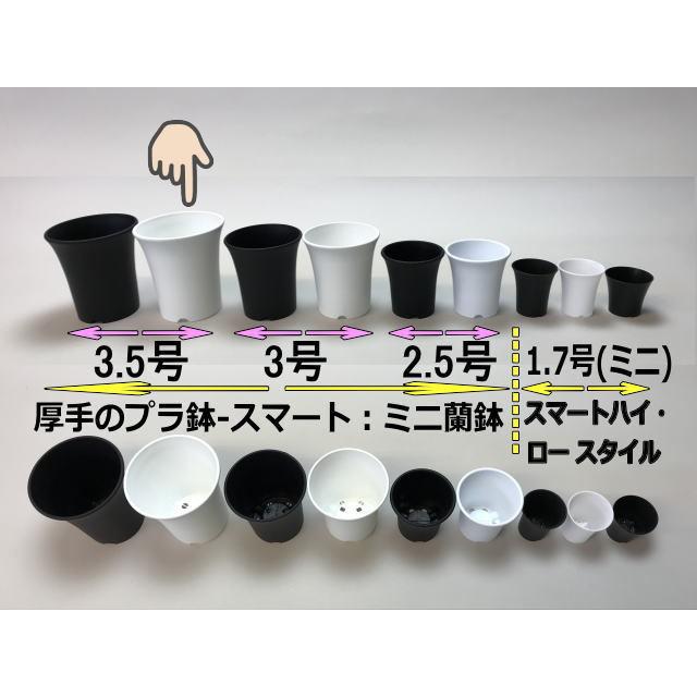 ミニラン鉢・ミニ蘭鉢3.5号[白]＊厚手のプラ鉢-スマート鉢＊多肉植物