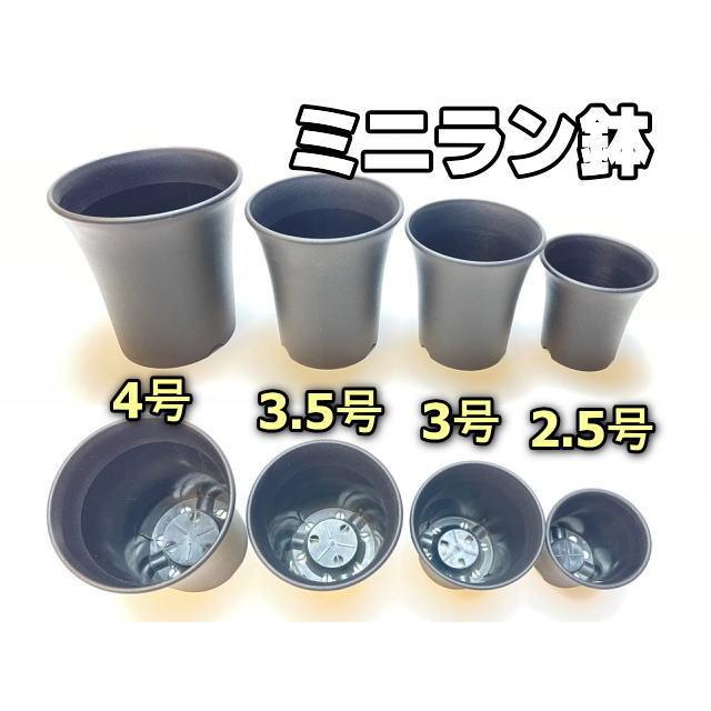 蘭鉢　落鑑有り ミニラン鉢・ミニ蘭鉢4号[黒]＊厚手のプラ鉢-スマート鉢＊多肉植物