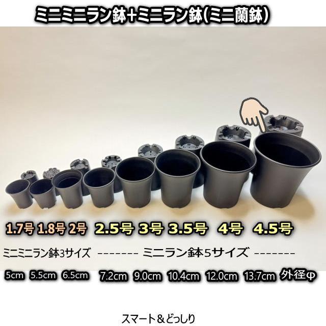 蘭鉢　5.5号 3鉢セット ミニラン鉢・ミニ蘭鉢4.5号[黒]＊厚手のプラ鉢-スマート鉢＊多肉植物