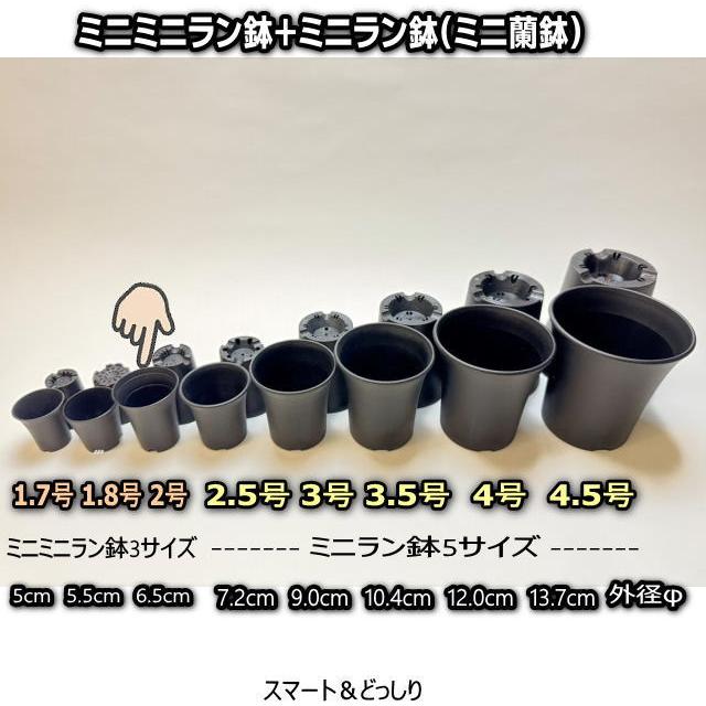 スマートハイスタイル2号プラ鉢-黒※ミニラン鉢・ミニ蘭鉢系細め スマートハイスタイル2号プラ鉢-黒※ミニラン鉢・ミニ蘭鉢系細め