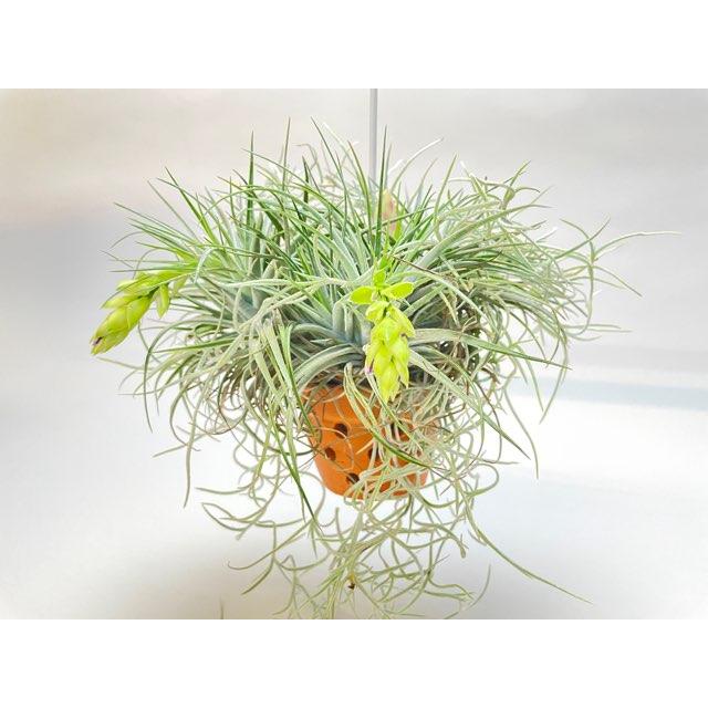 ブロメリア・エアープランツ Alcantarea P.I.T.A ブロメリア・エアープランツ Alcantarea P.I.T.A Alcantarea P.I.T.A