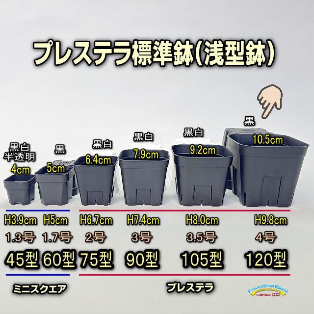 魔丸親株プレステラ120 新)プレステラ120標準鉢(浅型鉢)-(硬質スリットポット4号)-黒[四角
