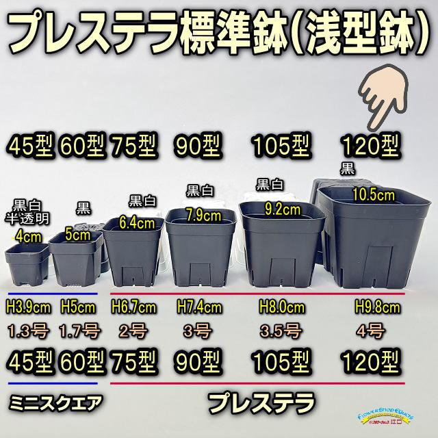 新)プレステラ120標準鉢(浅型鉢)-(硬質スリットポット4号)-黒[四角