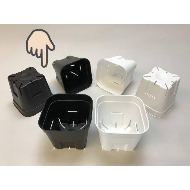 旧)プレステラ 105-(硬質スリットポット3.5号)-黒[四角]○-1鉢売