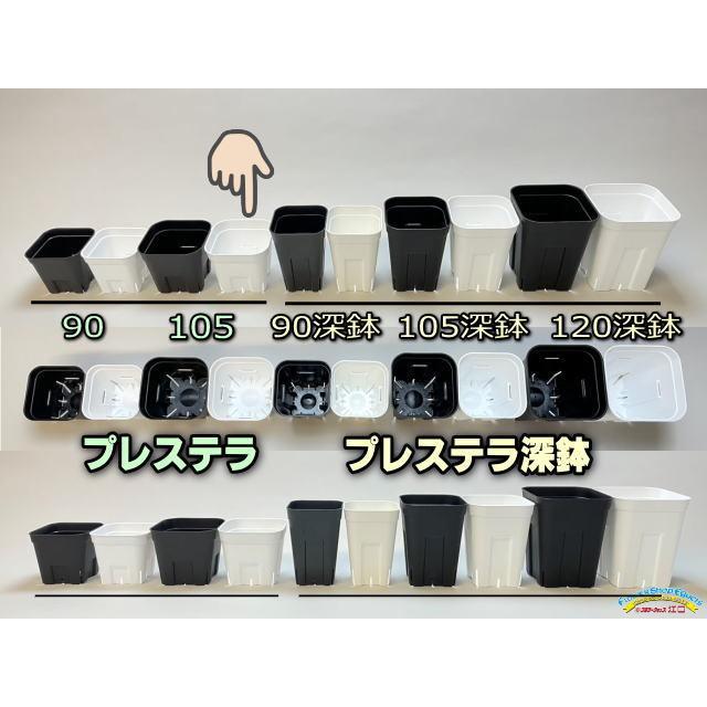 旧)プレステラ 105-(硬質スリットポット3.5号)-白[四角]○-1鉢売