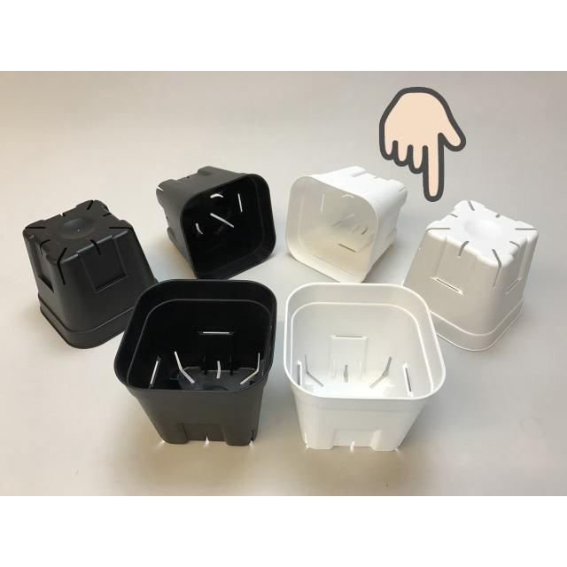 旧)プレステラ 105-(硬質スリットポット3.5号)-白[四角]○-1鉢売