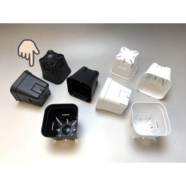 姫厳龍 コンパクト プレステラ90ロング 調子いいです。 旧)プレステラ 90-(硬質スリットポット3号)-黒[四角]○-1鉢売