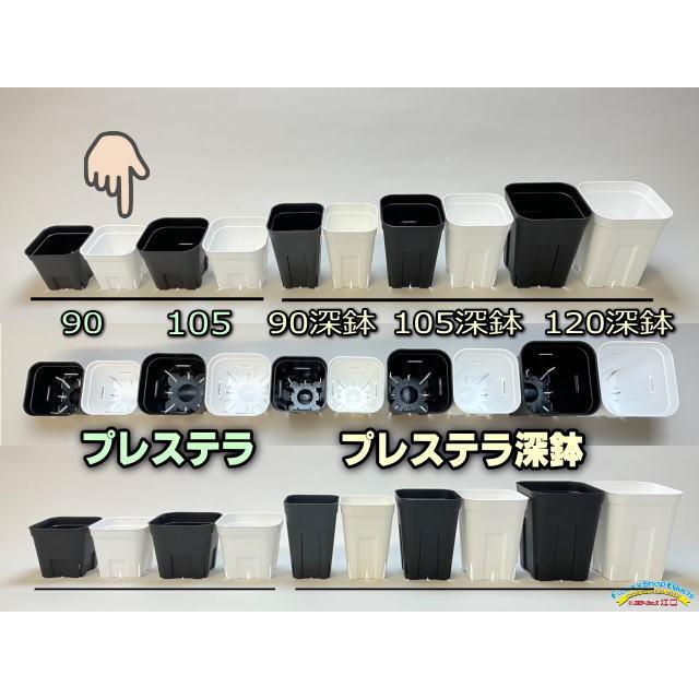 旧)プレステラ 90-(硬質スリットポット3号)-白[四角]○-1鉢売