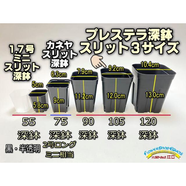プレステラ深鉢 105-黒☆(硬質スリットポット)深型＠多肉植物・塊根