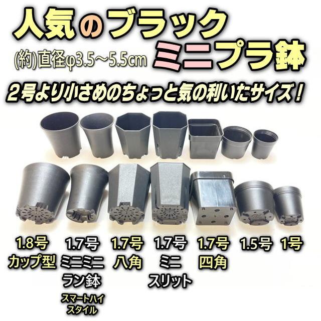 プレステラ深鉢 105-白☆(硬質スリットポット)深型@多肉植物 プレステラ深鉢 105-白☆(硬質スリットポット)深型@多肉植物