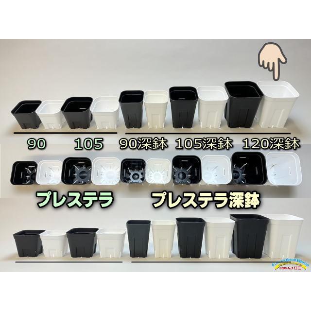 プレステラ深鉢120 白 100個 プラ鉢 スリット鉢 多肉植物 プレステラ深鉢 120-白☆(硬質スリットポット)深型＠多肉植物