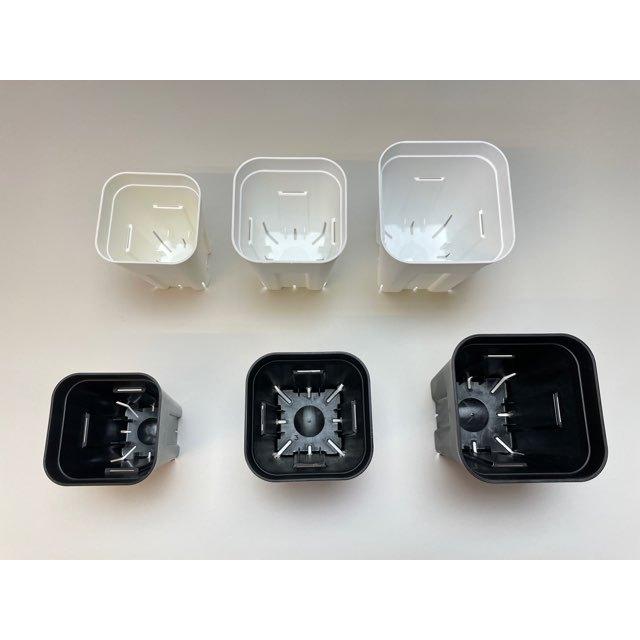 フォッケア ケーベンシス(クリスパ) 現地球 発根済 プレステラ120 フォッケア ケーベンシス(クリスパ) 現地球 発根済 プレステラ120