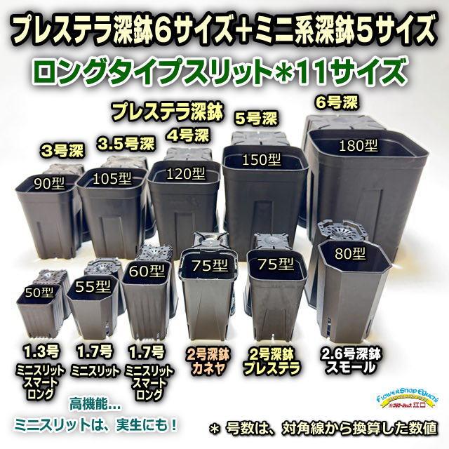 深鉢 ３枚組 プレステラ深鉢 120-白☆(硬質スリットポット)深型＠多肉植物・塊根