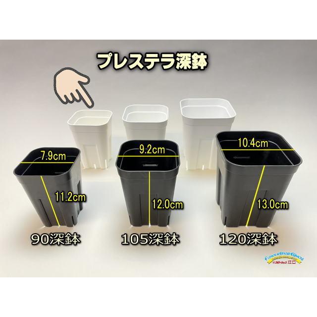 プレステラ深鉢 90-白☆(硬質スリットポット)深型＠多肉植物
