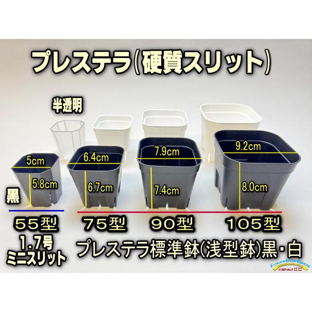 新)プレステラ 90-標準鉢(硬質スリットポット3号)-黒[四角]○＠多肉