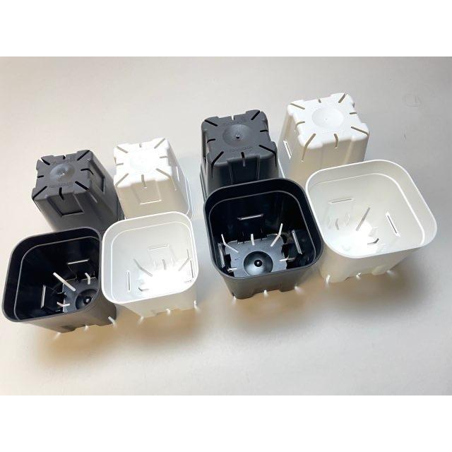 新)プレステラ 90-標準鉢(硬質スリットポット3号)-白[四角]○＠多肉