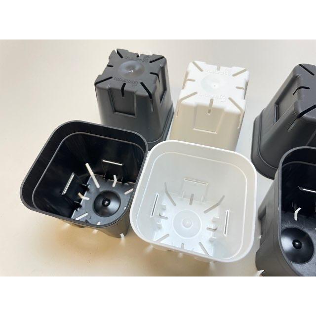 新)プレステラ 90-標準鉢(硬質スリットポット3号)-白[四角]○＠多肉