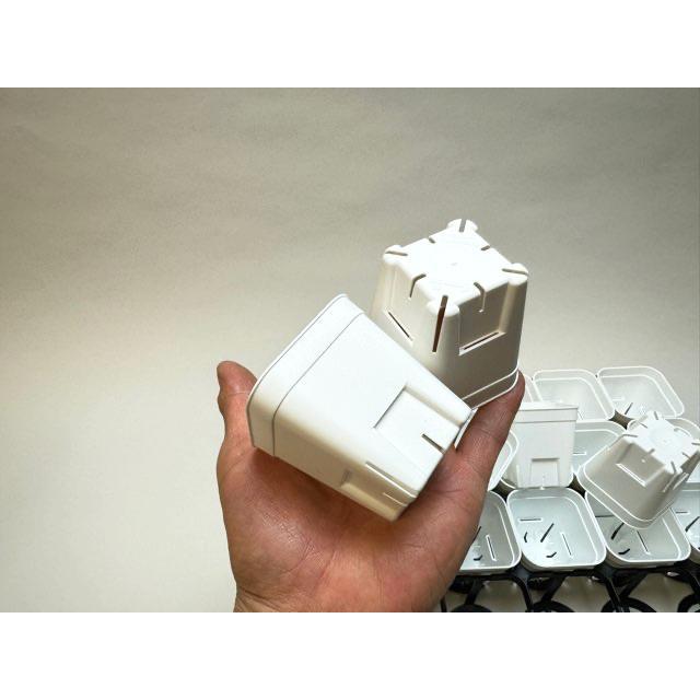 プレステラ75-(硬質スリットポット/スリット鉢2号相当)-白○[四角75型