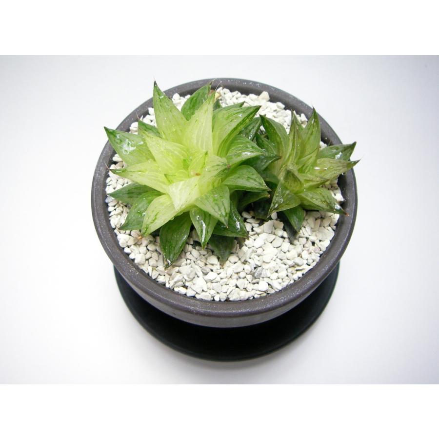 サンオリエントシリカ(粒度〆3.5:中粒)-1kg : フラワーショップ江口