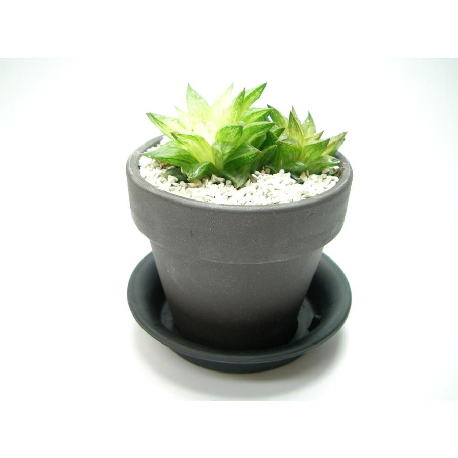 サンオリエントシリカ(粒度〆3.5:中粒)-1kg : フラワーショップ江口