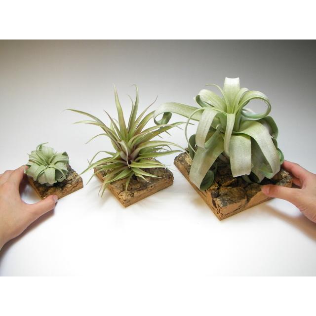 Tillandsia用コルクコースター大：(約)15cm四角×厚さ3cm前後