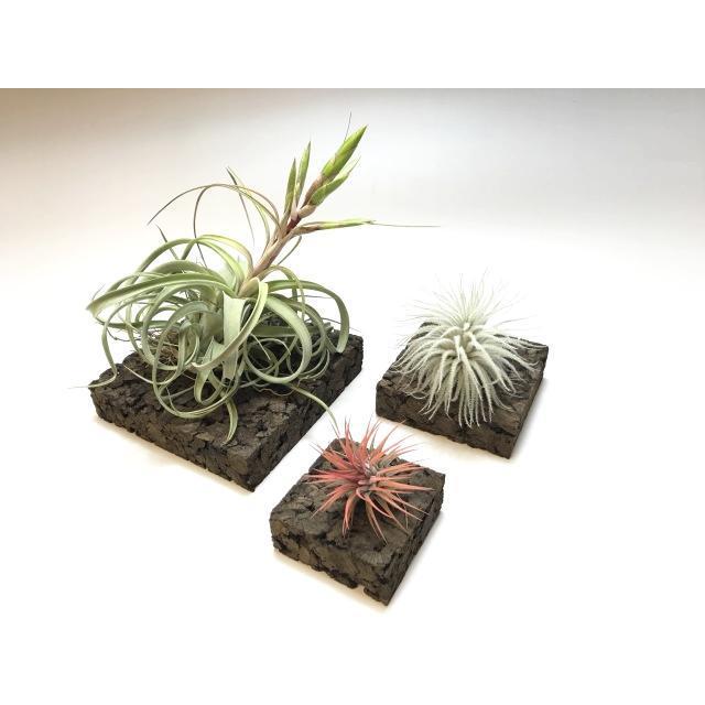 Tillandsia用-高品質ブラックコルクコースター(中：10cm四角×厚さ2.5cm