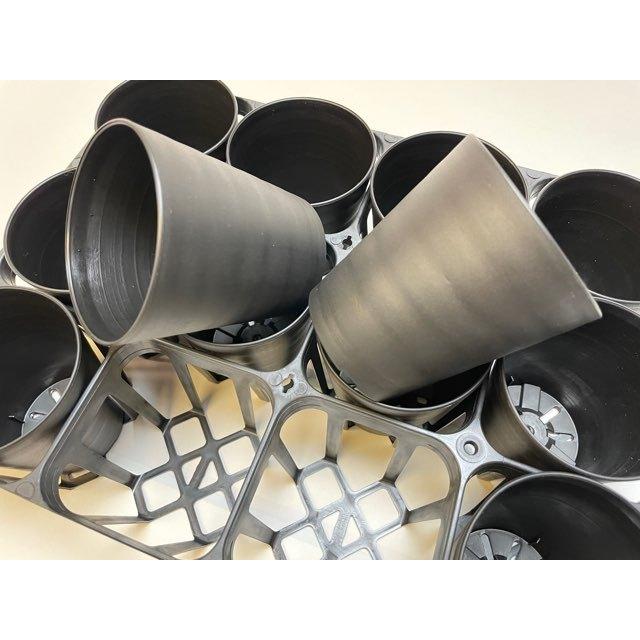 黒色多肉植物 陶器鉢入り 中型*3 セラアート長鉢-3号/3寸-黒(陶器風プラ鉢)＠多肉植物・塊根植物