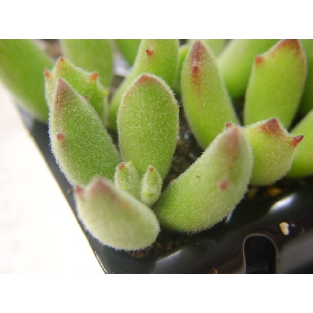 セルトレイ-5×10=50穴[穴大]分割カット品(プラグトレー/セルトレー