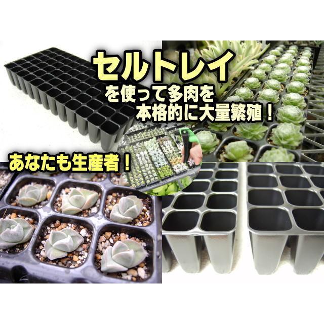 セルトレイ-6×12=72穴[穴小]分割カット品(プラグトレー