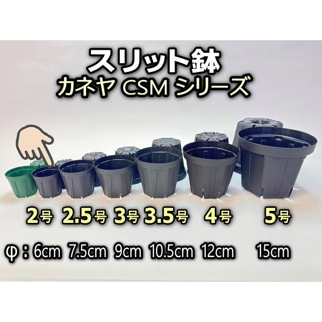スリット鉢-2号(CSM-60)-黒-超ミニ(カネヤ:ブラック)@多肉植物 スリット鉢-2号(CSM-60)-黒-超ミニ(カネヤ:ブラック)@多肉植物