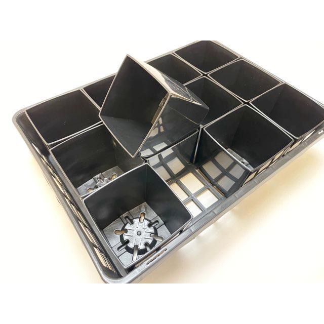 生産者仕様の園芸トレイ：黒 (ハーフ)＋3.5号-スクウェアどっしり型