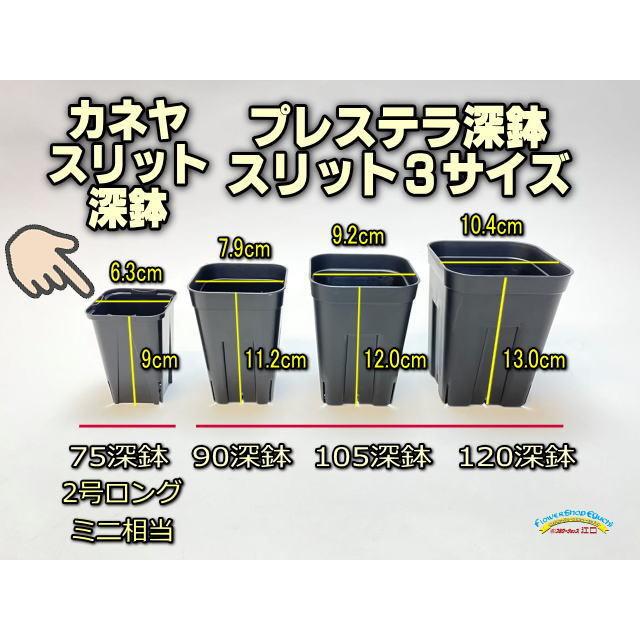 7.5cmポットや2号鉢用四角型枠トレイ：ハーフ標準型[H6.4cm]20鉢