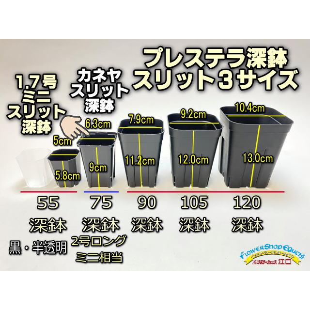 7.5cmポットや2号鉢用四角型枠トレイ：ハーフ浅型[H5.5cm]-20鉢