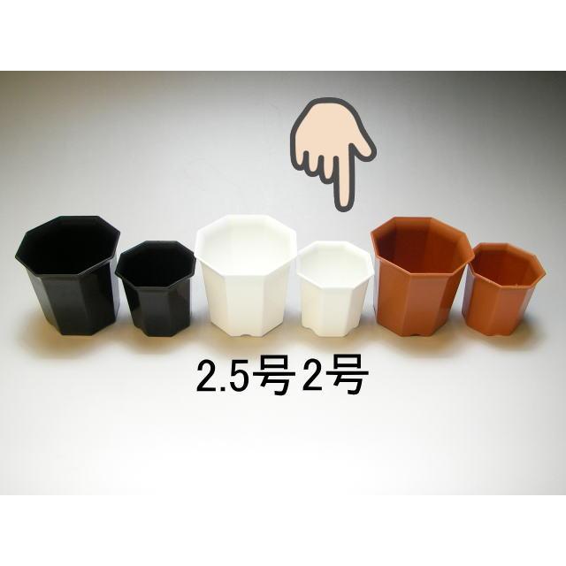 7.5cmポットや2号鉢用四角型枠トレイ(大)-40鉢用＋八角縁広プラ鉢-2号