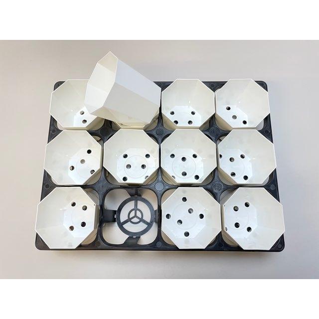 9cmポットや2.5-3号鉢用四角型枠トレイ：ハーフ-12鉢用＋八角縁切立白