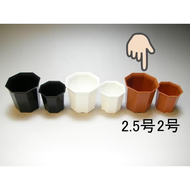 プレステラ90対応：四角型枠黒トレイハーフ＋八角縁広プラ鉢-2.5号-茶