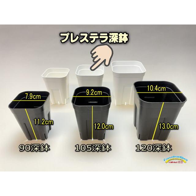 プレステラ105対応：四角型枠白トレイ大＋プレステラ深鉢105-白