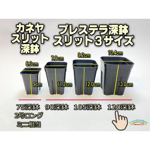 プレステラ深鉢-120対応四角枠トレイ+プレステラ120-黒(トレイ1 プレステラ深鉢-120対応四角枠トレイ+プレステラ120-黒(トレイ1