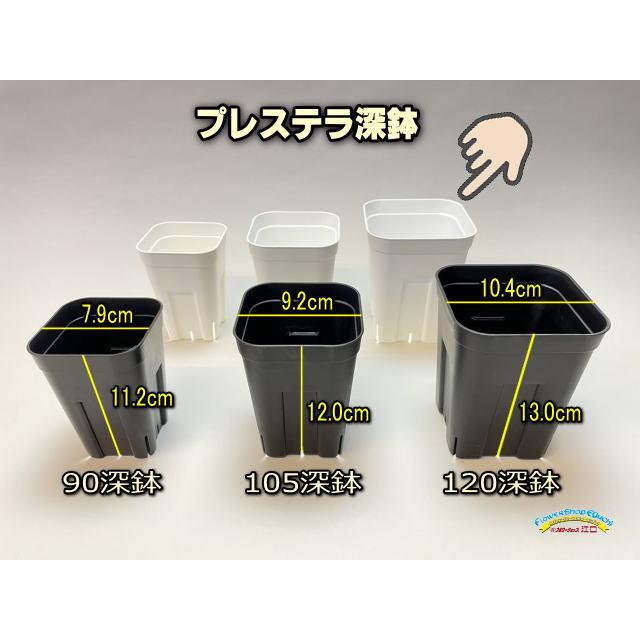 プレステラ深鉢-120対応四角枠トレイ＋プレステラ120-白(トレイ1枚＋15