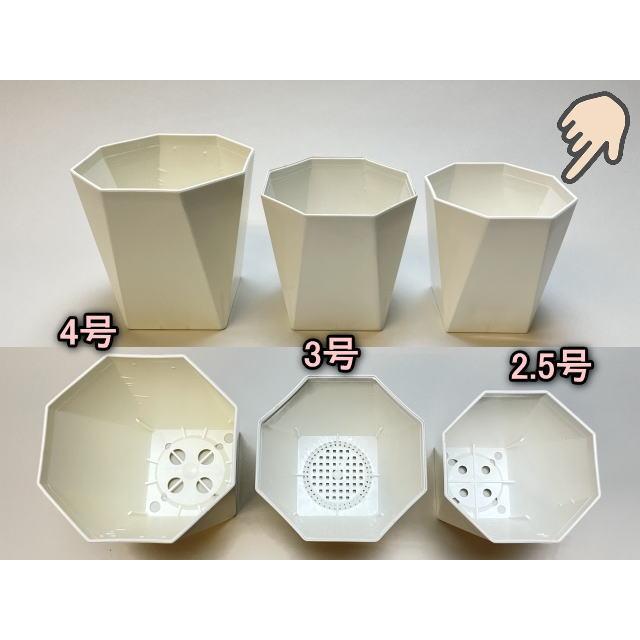 チクチクゴヤ 　　TKS POT 4号・5号浅鉢セット チクチクゴヤ TKS POT 4号・5号浅鉢セット 小倉(5号鉢) | bachi