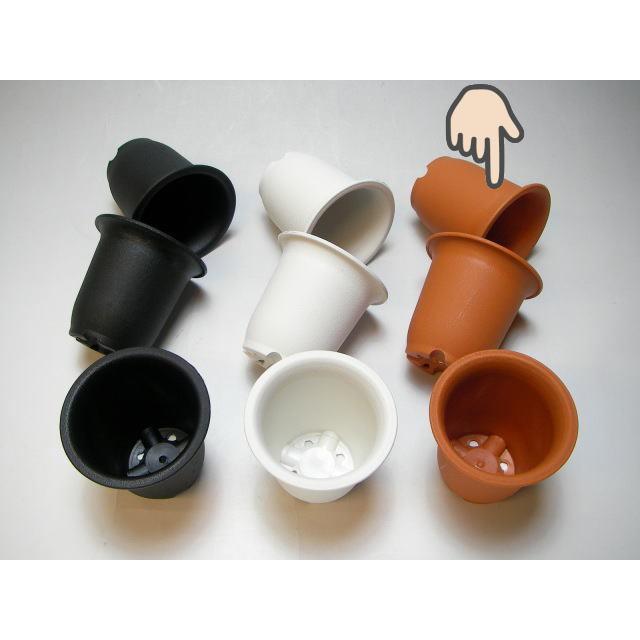 25 オベサ　鉢付 期間限定:10/25まで】ユーフォルビア・オベサ 3号 1鉢の通販